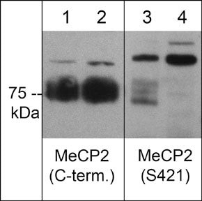 Western blot WB analysis human PC3 cells using anti-MeCP2 antibody STJA0041282