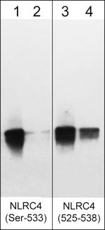 Western blot NLRC4 Ser-533 phosphorylated peptide with phosphatase treatment comparison STJA0041293