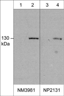 Western blot rabbit polyclonal anti-iNOS detection in mouse macrophages with LPS treatment STJA0041295