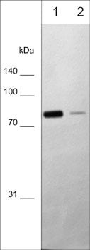 Western blot WB PKC isoforms in mouse brain lysate using antibody at two dilutions STJA0041324