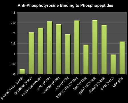 Bar graph anti-Phosphotyrosine antibody binding to phosphotyrosine peptides vs unphosphorylated control STJA0041341