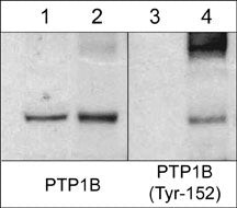Western blot WB analysis PTP1B phosphorylation at Tyr-152 using antibody STJA0041343