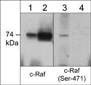 Western blot C-Raf detection in Jurkat cells with phosphatase treatment comparison STJA0041368