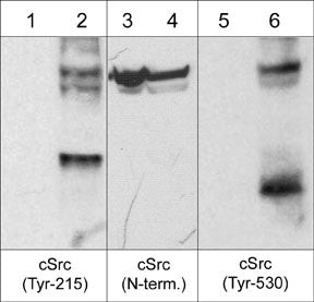 Western blot analysis c-Src phosphorylation in SYF cells using antibody STJA0041379