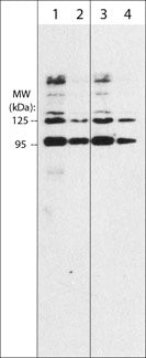 Western blot antibody detection recombinant Sema3A-Fc at 95 kDa and 125 kDa bands STJA0041381