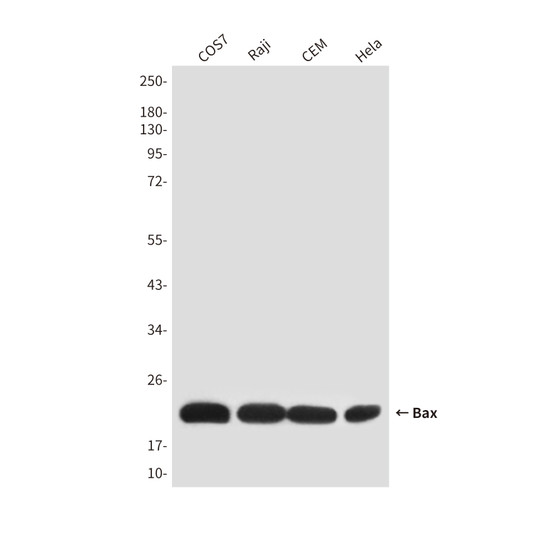 Bax antibody western blot COS7 Raji CEM HeLa STJA0032446