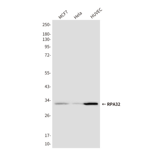 RPA32/RPA2 antibody western blot MCF-7 HeLa HUVEC STJA0032447