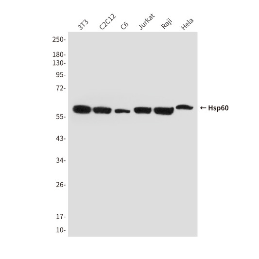 Hsp60 antibody western blot HeLa Raji Jurkat C6 C2C12 3T3 STJA0032468