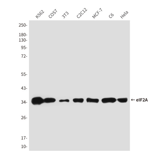 eIF2-alpha antibody western blot K562 COS7 3T3 C2C12 MCF-7 C6 HeLa STJA0032482