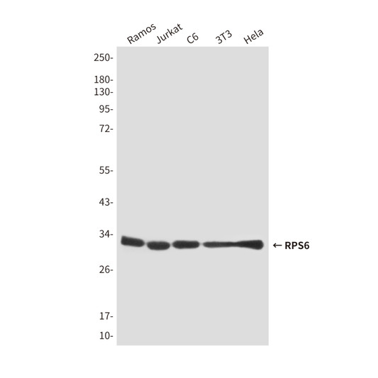 S6 Ribosomal Protein antibody western blot Ramos Jurkat C6 3T3 HeLa STJA0032502