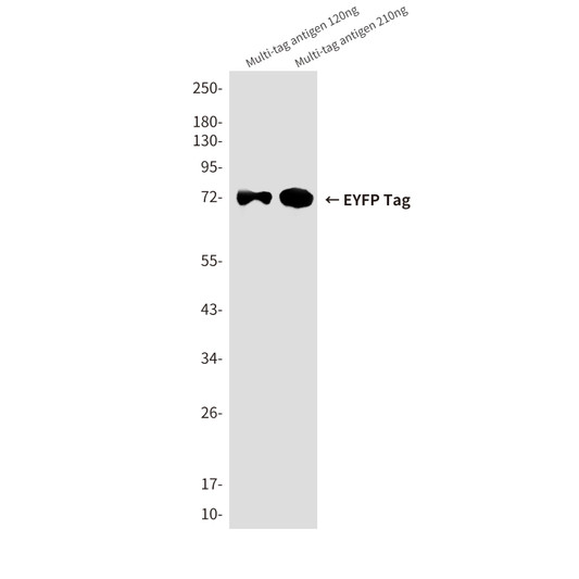 EYFPtag 3B2 antibody western blot Multitag antigen lysates STJA0032823