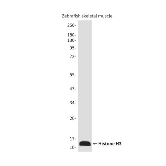 Histone H3 Zebrafish Specific antibody western blot skeletal muscle STJA0032863