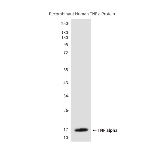 TNF alpha antibody western blot Recombinant Human TNF alpha STJA0032958