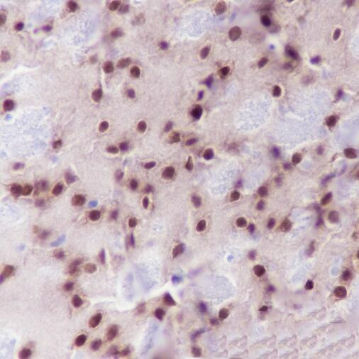 NeuN antibody immunohistochemistry mouse brain STJA0033053
