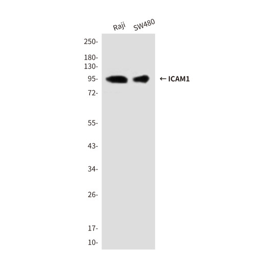 CD54 ICAM1 antibody western blot Raji SW480 STJA0033190