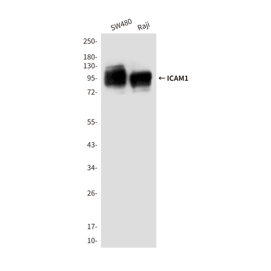 CD54 ICAM1 antibody western blot SW480 Raji STJA0033191