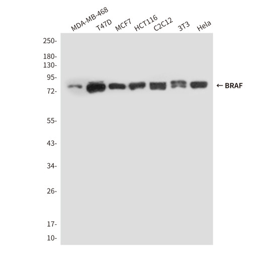 B Raf antibody western blot MDA-MB-468 T47D MCF-7 HCT116 STJA0033196