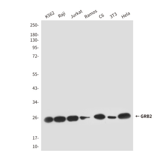 GRB2 antibody western blot K562 Raji Jurkat Ramos C6 3T3 HeLa STJA0033198