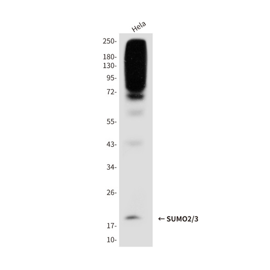 SUMO2/3 antibody western blot HeLa lysates STJA0033268