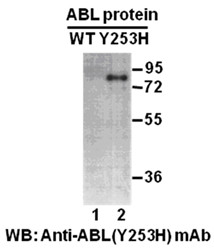 ABLY253H antibody western blot recombinant protein STJA0033557