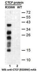 CTCF R339W antibody western blot recombinant protein STJA0033583