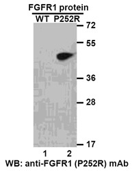 FGFR1P252R antibody western blot recombinant protein STJA0033602