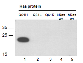 Ras Q61H antibody western blot recombinant Ras proteins STJA0033662