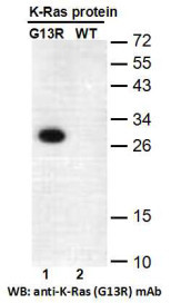 RASG13R antibody western blot recombinant proteins STJA0033666