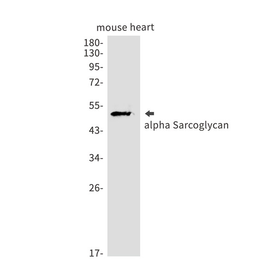 alpha Sarcoglycan antibody western blot mouse heart STJA0034007