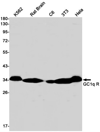 GC1q R antibody western blot K562 rat brain C6 3T3 HeLa STJA0034094