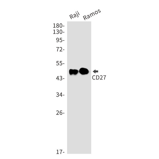 CD27 antibody western blot Raji Ramos STJA0034135