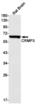 CRMP3 antibody western blot rat brain STJA0034199