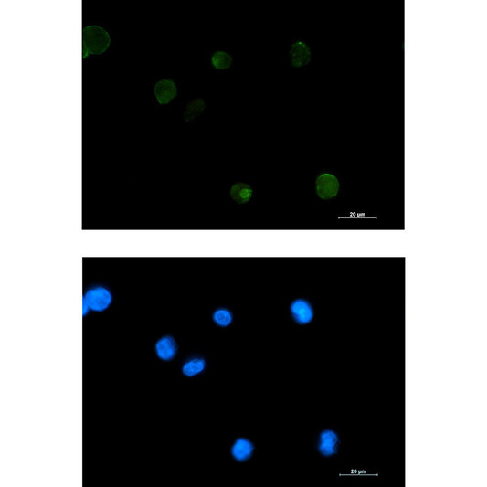 Extracellular Matrix Protein 1 antibody immunocytochemistry K562 STJA0034295