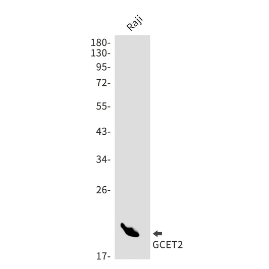 GCET2 antibody western blot Raji lysates STJA0034351