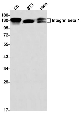 Integrin beta 1 antibody western blot C6 3T3 HeLa STJA0034479