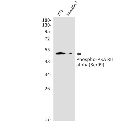 Phospho-PKA RII alpha antibody western blot 3T3 Raw2647 STJA0034728