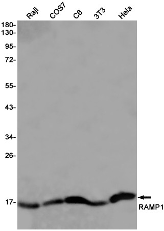 RAMP1 antibody western blot Raji COS7 C6 3T3 HeLa STJA0034794