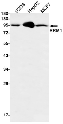 RRM1 antibody western blot U2OS HepG2 MCF-7 STJA0034826