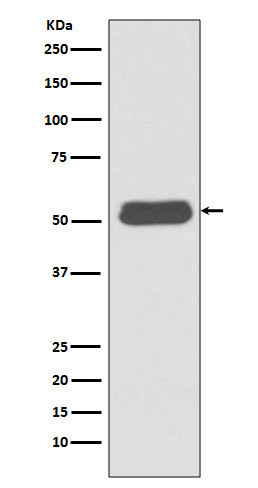 LSP1 antibody western blot Ramos STJA0036015