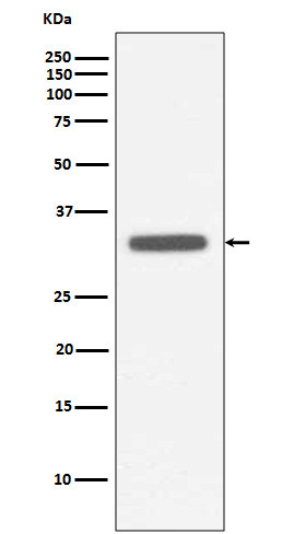 MyD88 antibody western blot Raji lysates STJA0036036