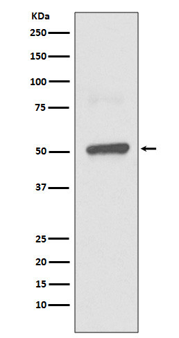 BPI antibody western blot THP-1 lysates STJA0036044