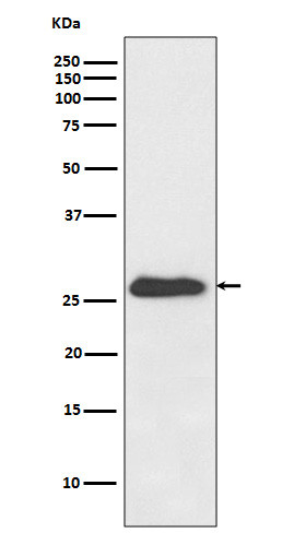 NQO2 antibody western blot mouse heart lysates STJA0036050