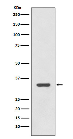HLA-DR antibody western blot Raji STJA0036055