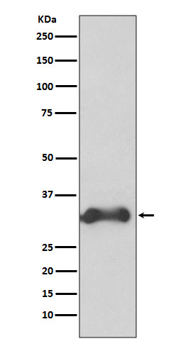 Cyclin D3 antibody western blot K562 lysates STJA0036125