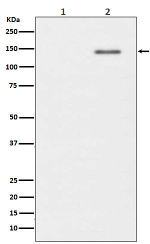Phospho-SHIP1 antibody western blot Raji cells STJA0036163
