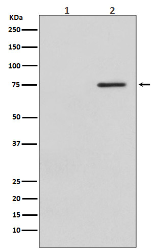 Phospho-Raf1 S621 antibody western blot HeLa lysates STJA0036194