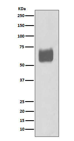 CD80 antibody western blot Raji cells STJA0036284