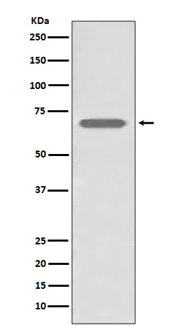 beta 2 Adrenergic Receptor antibody western blot A431 STJA0036297