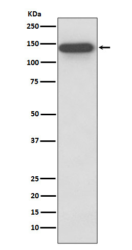 SMC3 antibody western blot HeLa cells STJA0036332