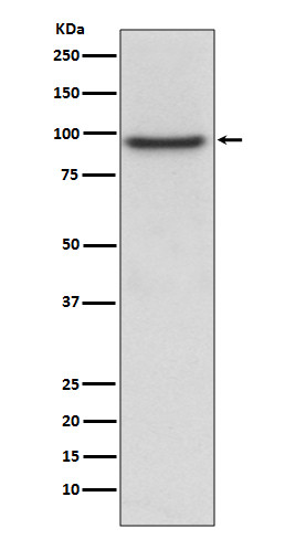 PROX1 antibody western blot HepG2 lysates STJA0036400